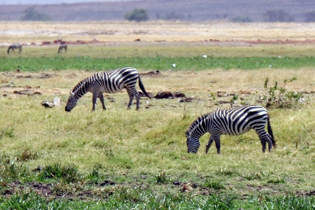 Kenia (206).jpg